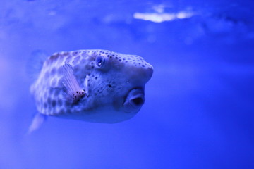 Beautiful fish in the aquarium 