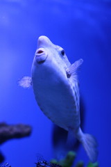 Beautiful fish in the aquarium 