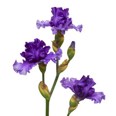 Blooming iris flower