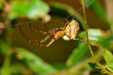 Spinne beim Netzbau