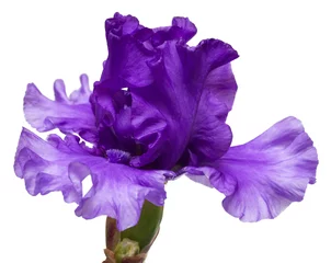 Crédence en verre imprimé Iris Fleur d& 39 iris en fleurs