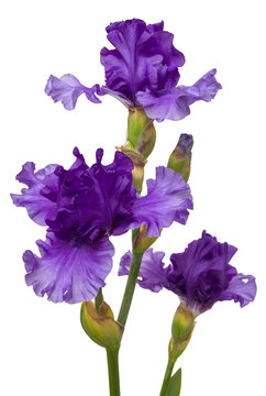 Blooming iris flower