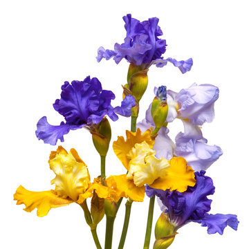 Bouquet of flowers blooming iris yellow and purple