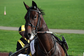 tête de cheval © compagnie-17