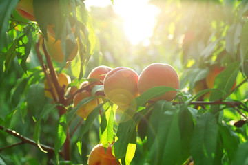Branch of peach tree close up