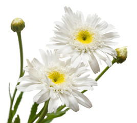 Bouquet of large white daisies