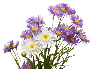 Bouquet of white and purple daisies
