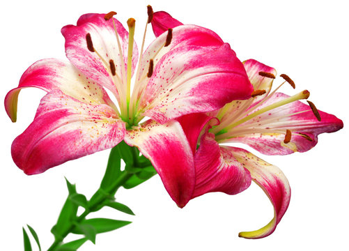Fototapeta A White-pink lily