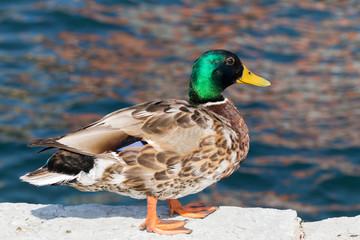 Wild mallard with vivid color