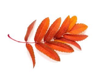 orange leaves mountain ash with stains isolated on a white