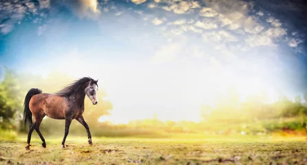 Fototapeten Stallion horse running trot over  nature background with beautiful sky, banner © VICUSCHKA