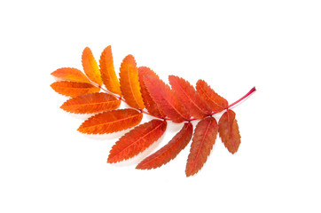 orange leaves mountain ash with stains isolated on a white