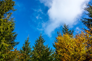 Naklejka premium Beskids