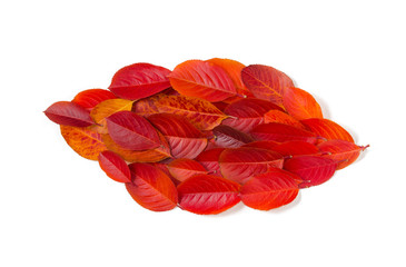 Leaf made with autumn leaves isolated on white background