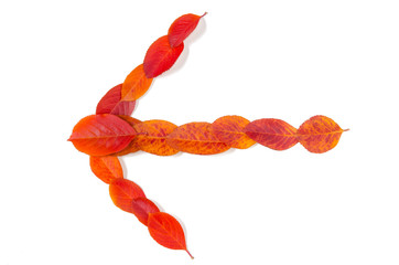 Arrow made with autumn leaves isolated on white background