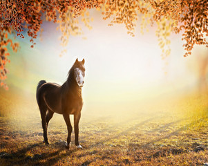 beautiful  horse stands on sunny autumn meadow with hanging branches of trees