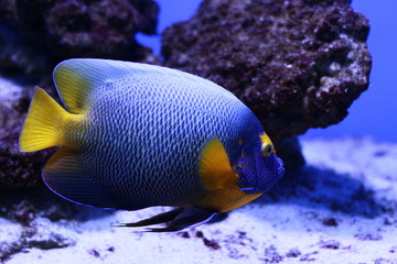 Beautiful fish in the aquarium 