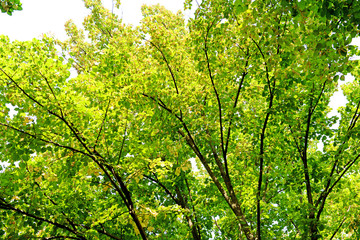 Fototapeta premium Green tree crown closeup