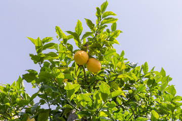 Lemon tree with fruit