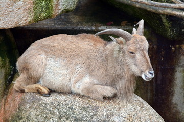 Alpensteinbock