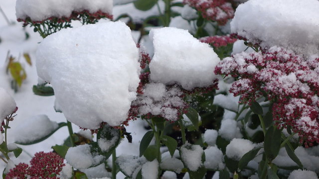 Pink flowers with snow 3