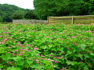 Obraz premium Czerwony kwitnący krajobraz gryki