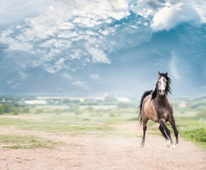 Young arabian stallion horse running  forward over nature and sky background