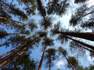 The bottom view on trunks and crowns