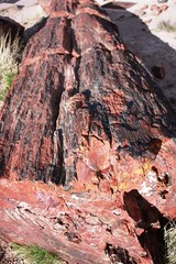 Long Logs in the Petrified Forest National Park in Arizona, USA 