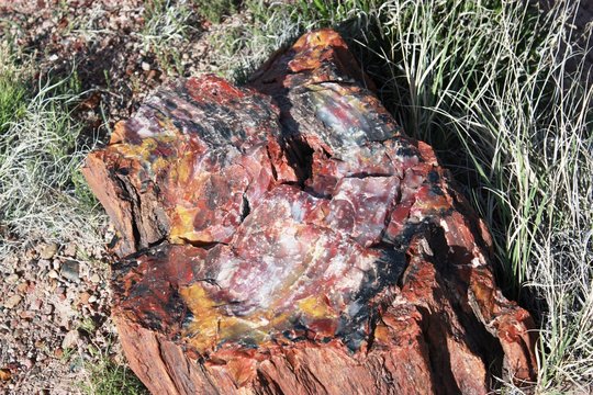 Colorful petrified tree trunks in the Petrified Forest National Park in Arizona, USA 