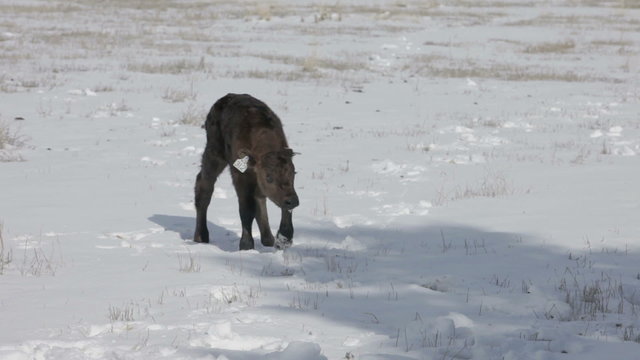 Baby calf cow walking in snow P HD 9028