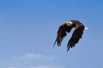 Naklejka premium American bald eagle in flight