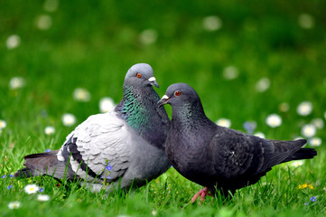 true love
