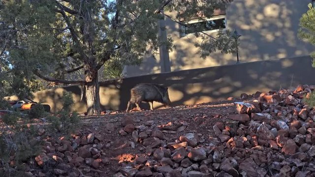 Sedona Arizona Javelina Peccary pig in home yard 4K 021