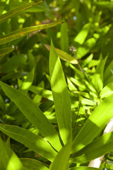 Bamboo leaves in the sunny day 