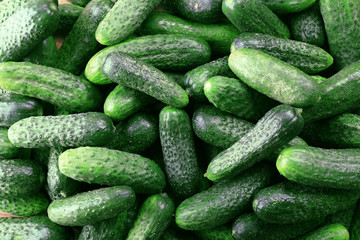 Ripe cucumbers closeup