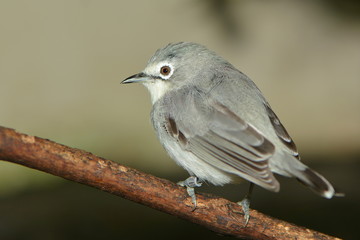 Unscheinbarer Piepmatz