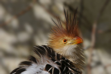 Hot Bird