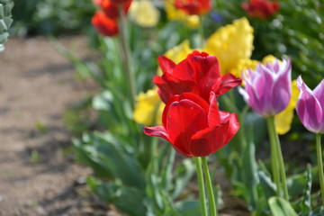 Obraz na płótnie Canvas Small tulip flower bed in the garden