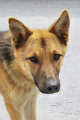 German shepherd