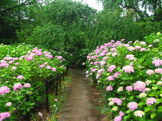 紫陽花咲く雨の小道