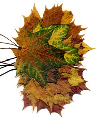 Fototapeta premium Boquet Fall Maple Leaves