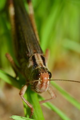 Wandrheuschrecke