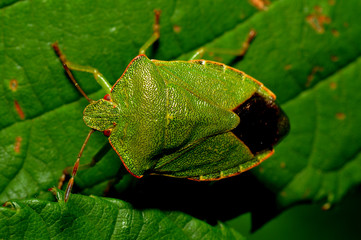 Grüne Stinkwanze
