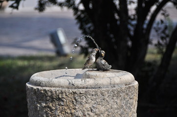 Spatz am Brunnen 
