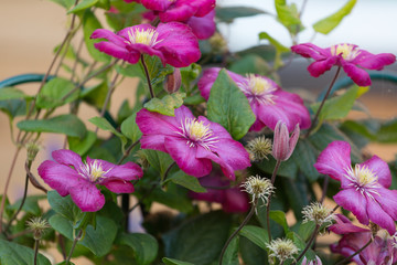 violet flowers of a klematis lit with the bright summer sun