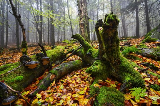 Fototapeta Mossy Forest Details