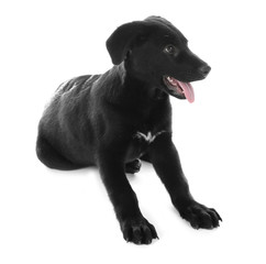 Young black Labrador lying on white background