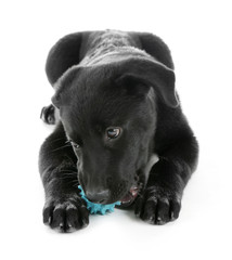 Funny black Labrador with toy on white background