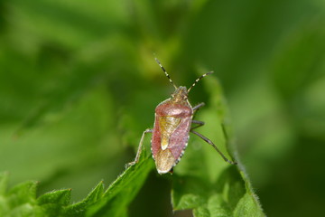 Beerenwanze